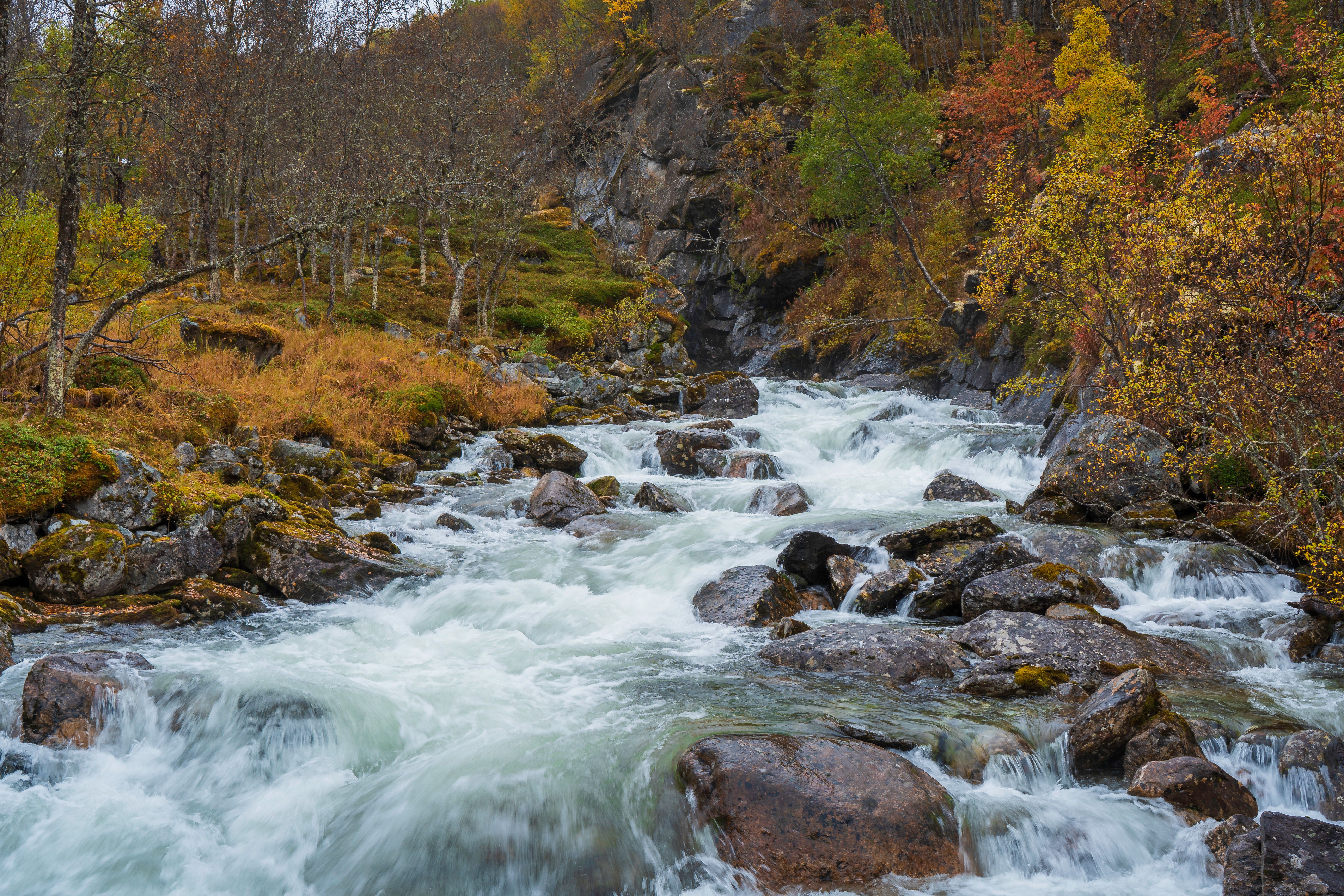 Majestic Mountain Stream Amidst Vibrant Fall Foliage · Free Stock Photo