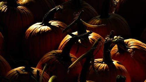 Close-Up Photo Of Pumpkins