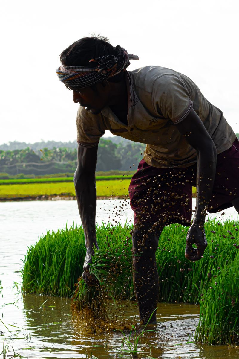 Indian farmer in a lush green paddy field