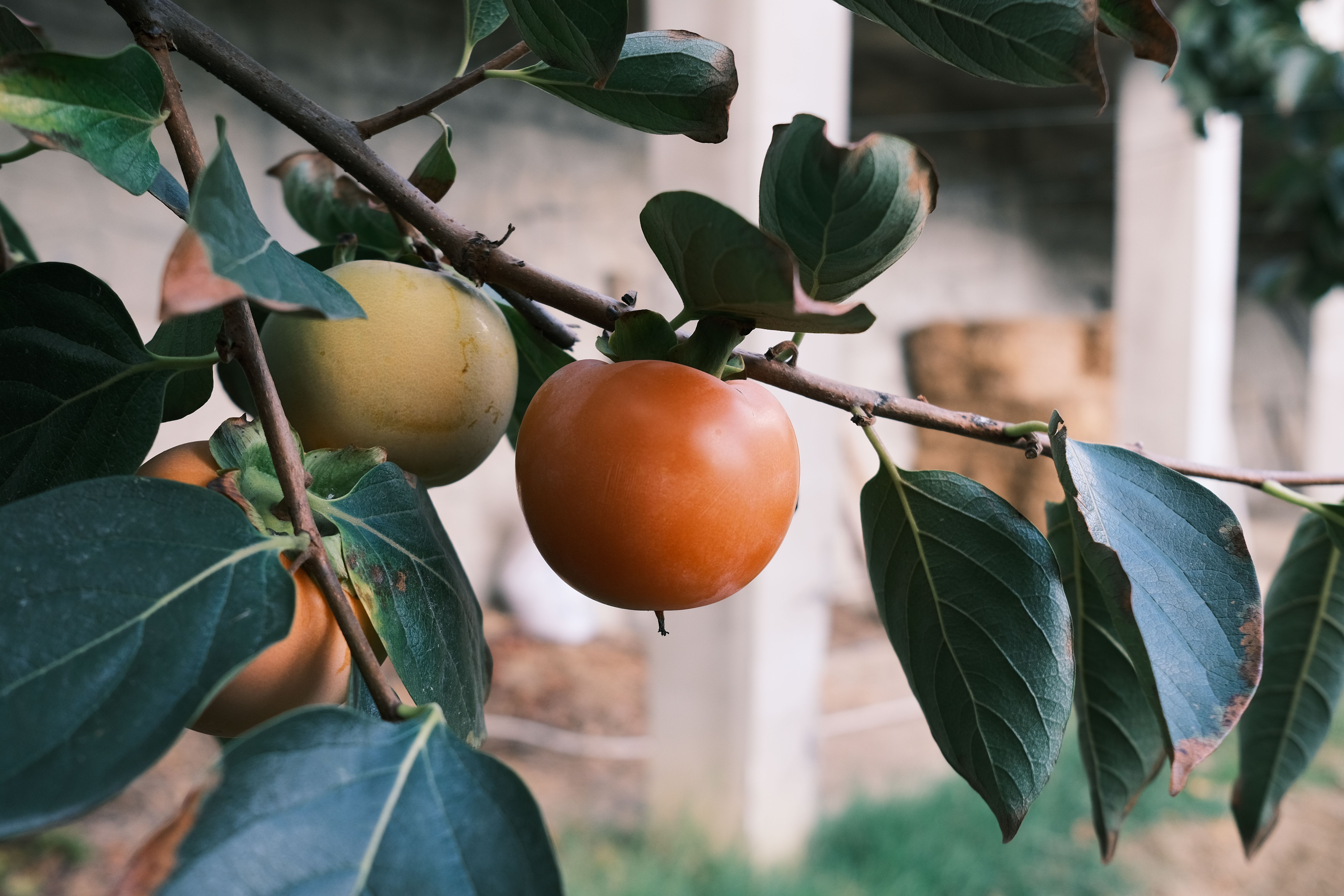 Guerra no Oriente Médio afeta agro goiano