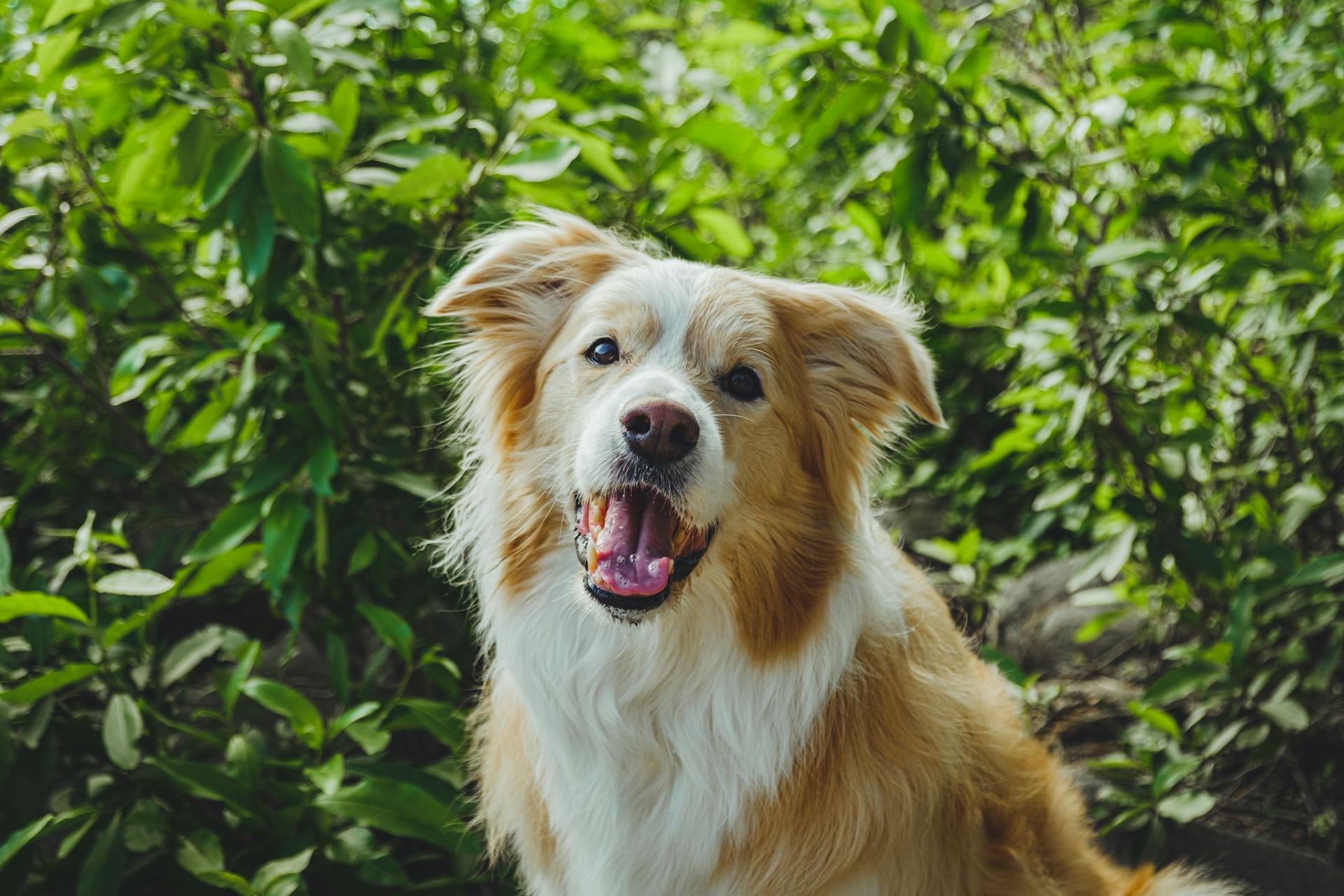 Hundskåp: Den hopfällbara lådan för gyllene australiska herdar i vackra parker