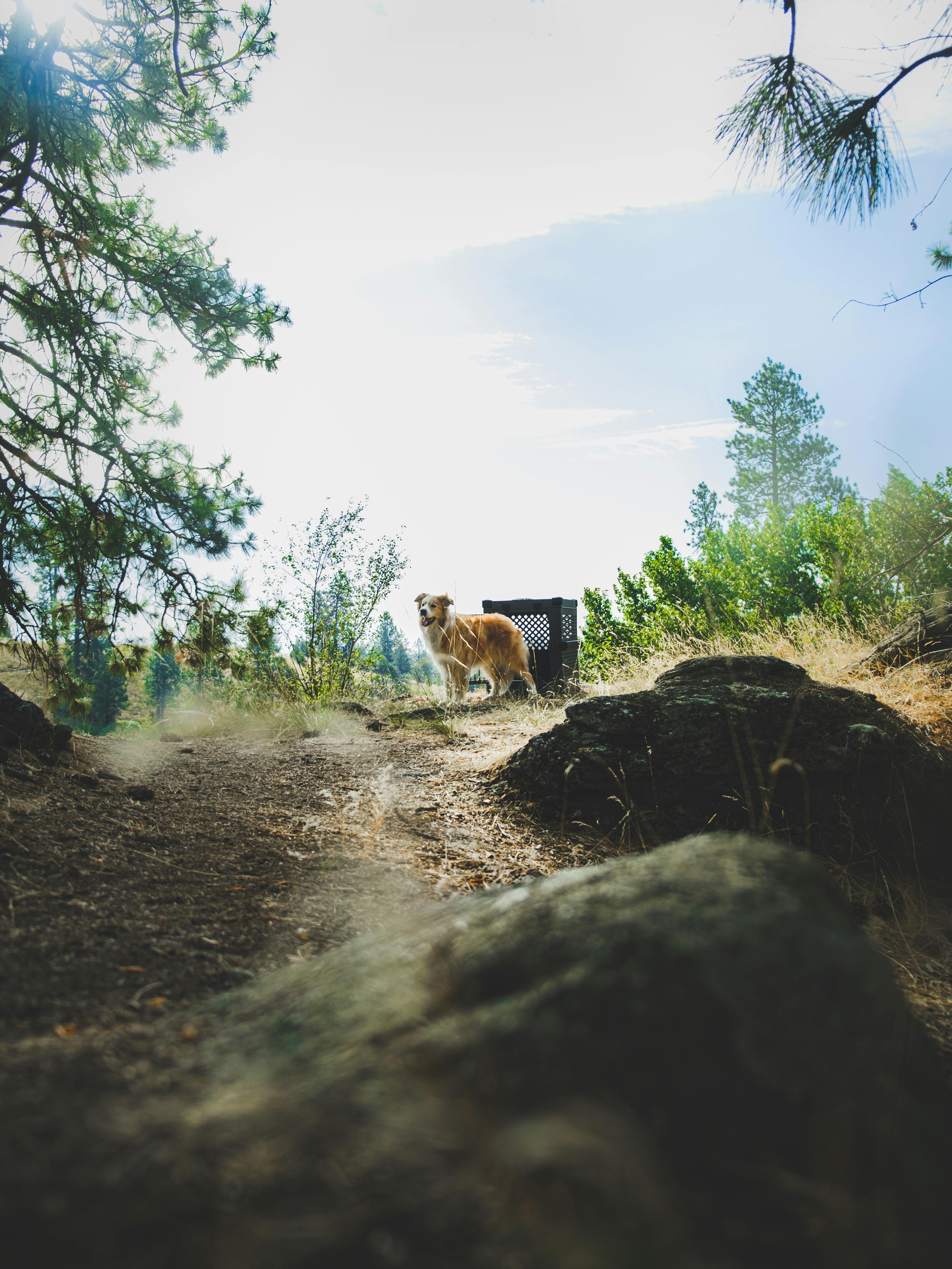 An Australian Shepherd enjoying nature outdoors with a rugged landscape backdrop.