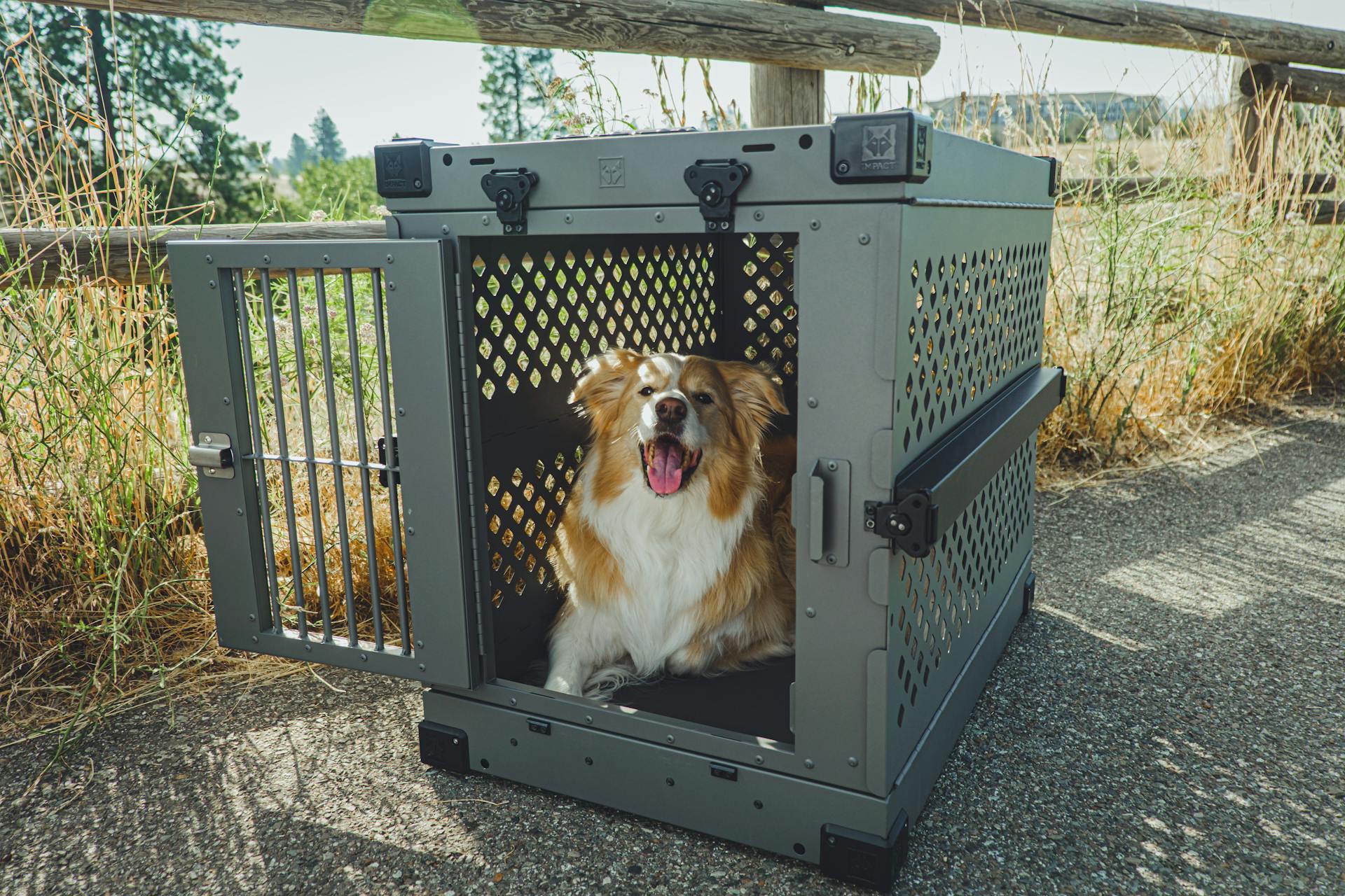 Perfekt utflykt till naturparken med din gyllene australiensiska herdehund och en nedbrytbar hundlåda