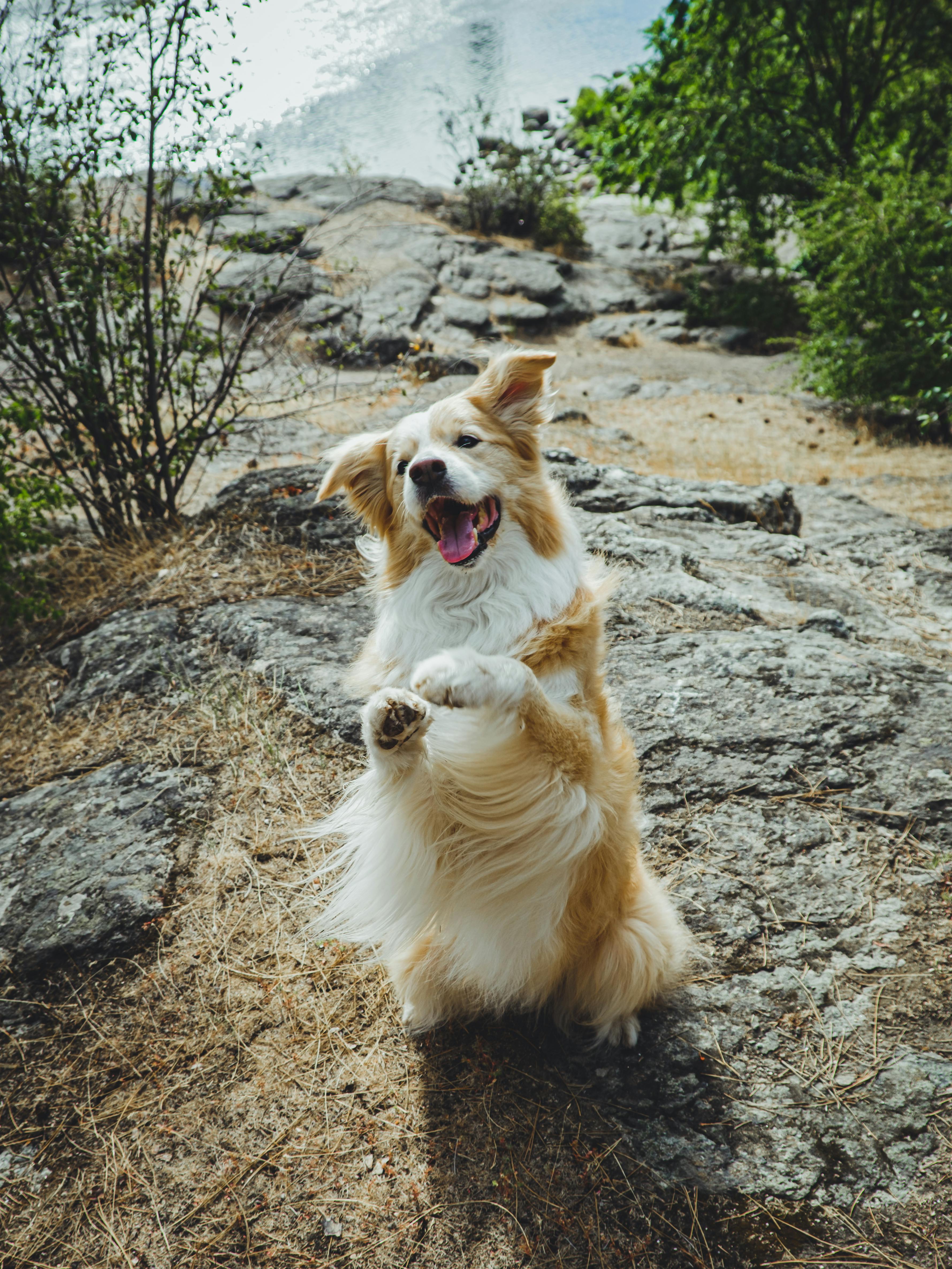 Simple and Proven Training Techniques to Stop Barking