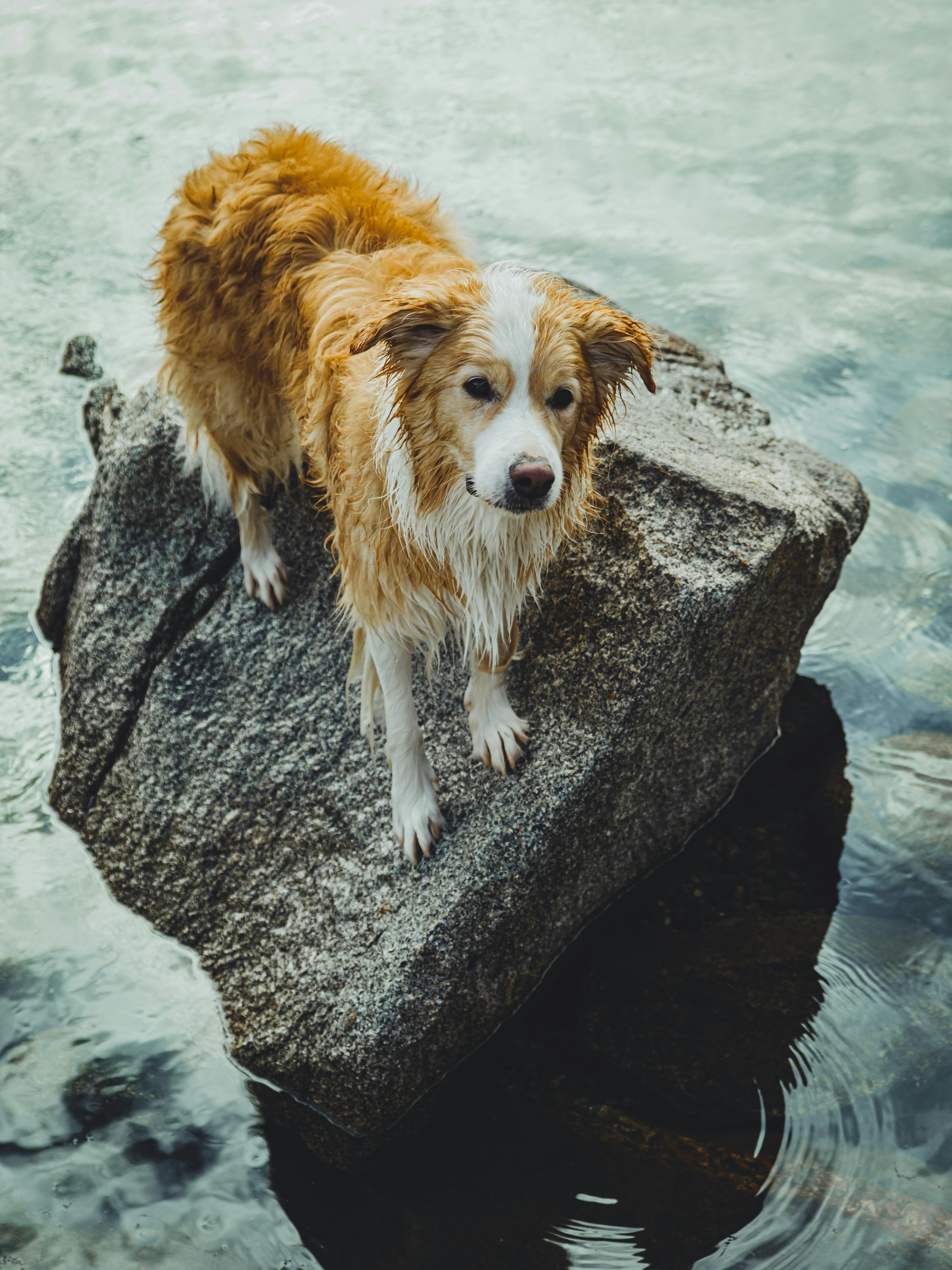 Can You Train a Dog to Have a Wet Nose? Exploring the Myths and Realities