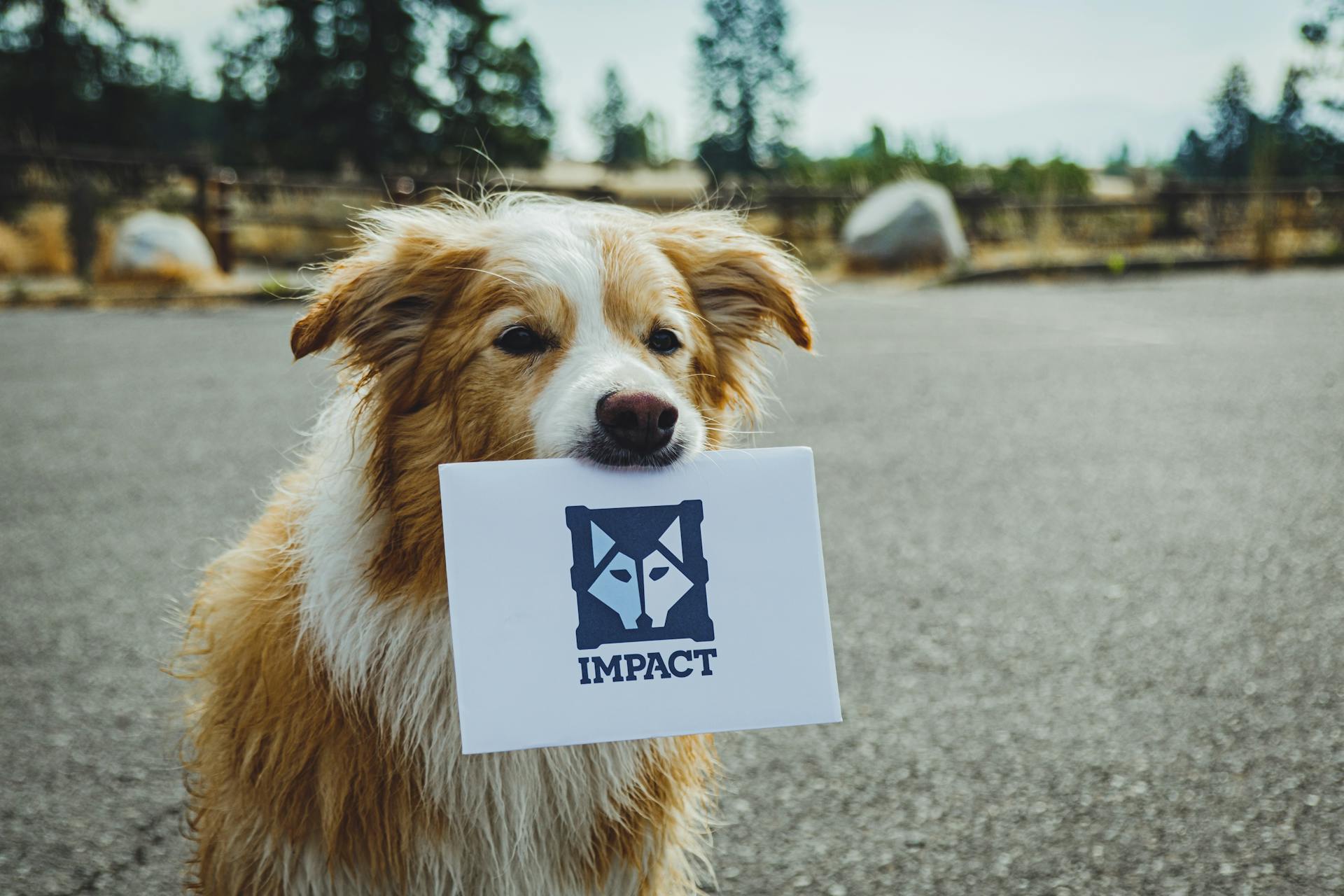 Impact Dog Crates: Collapsible Crate for Beautiful Golden Australian Shepherds at Nature Parks