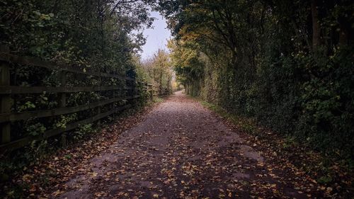 Free Idyllic forest path covered with autumn leaves, creating a serene atmosphere. Stock Photo
