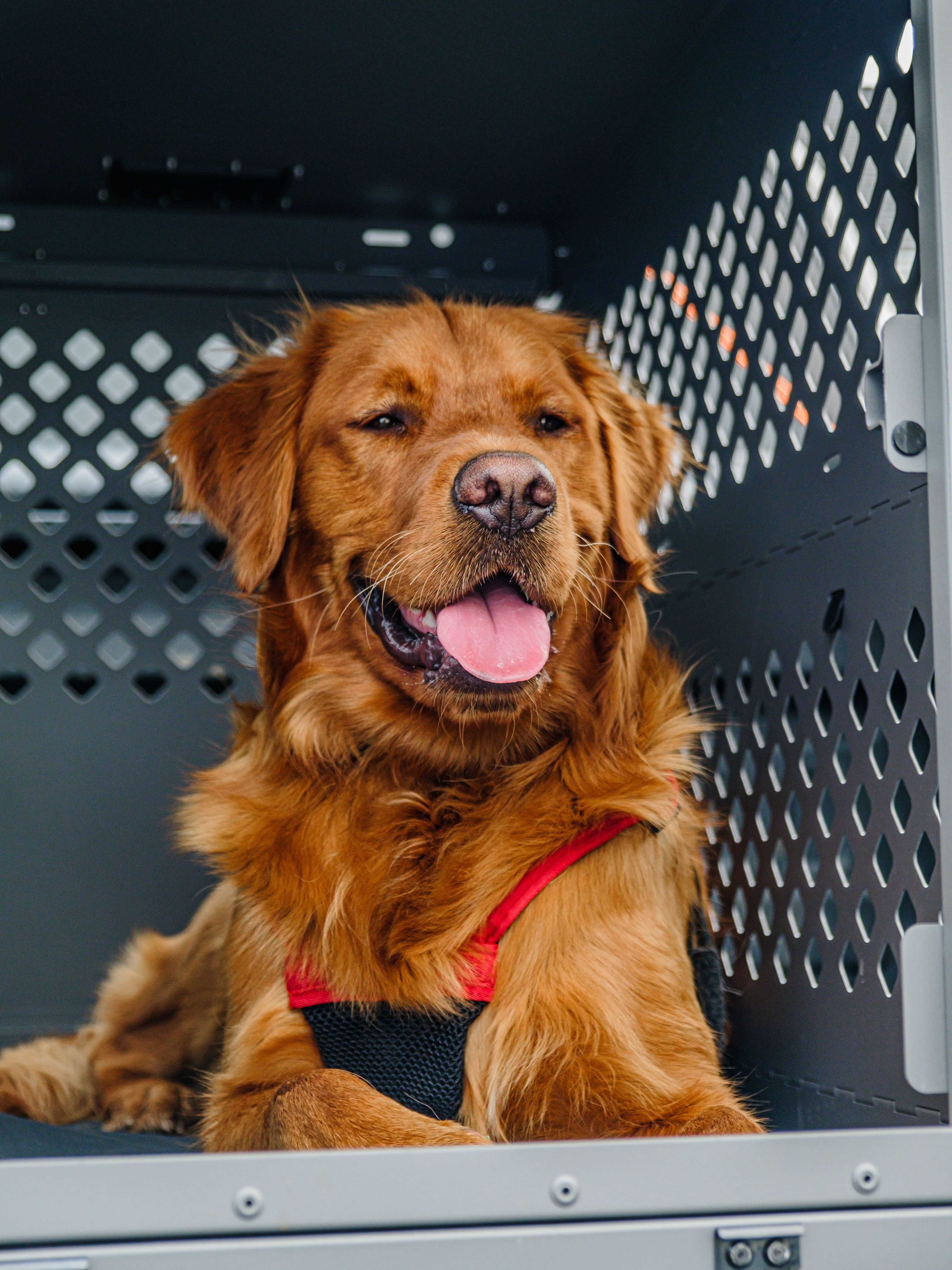Golden Retriever in a Secure Dog Crate · Free Stock Photo