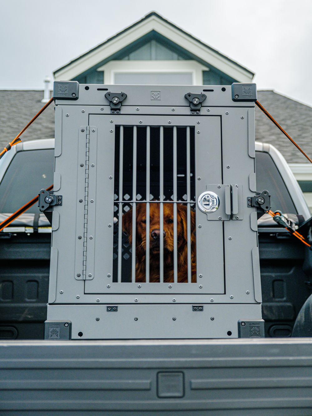 Golden retriever secured in a travel crate for safe pet transport
