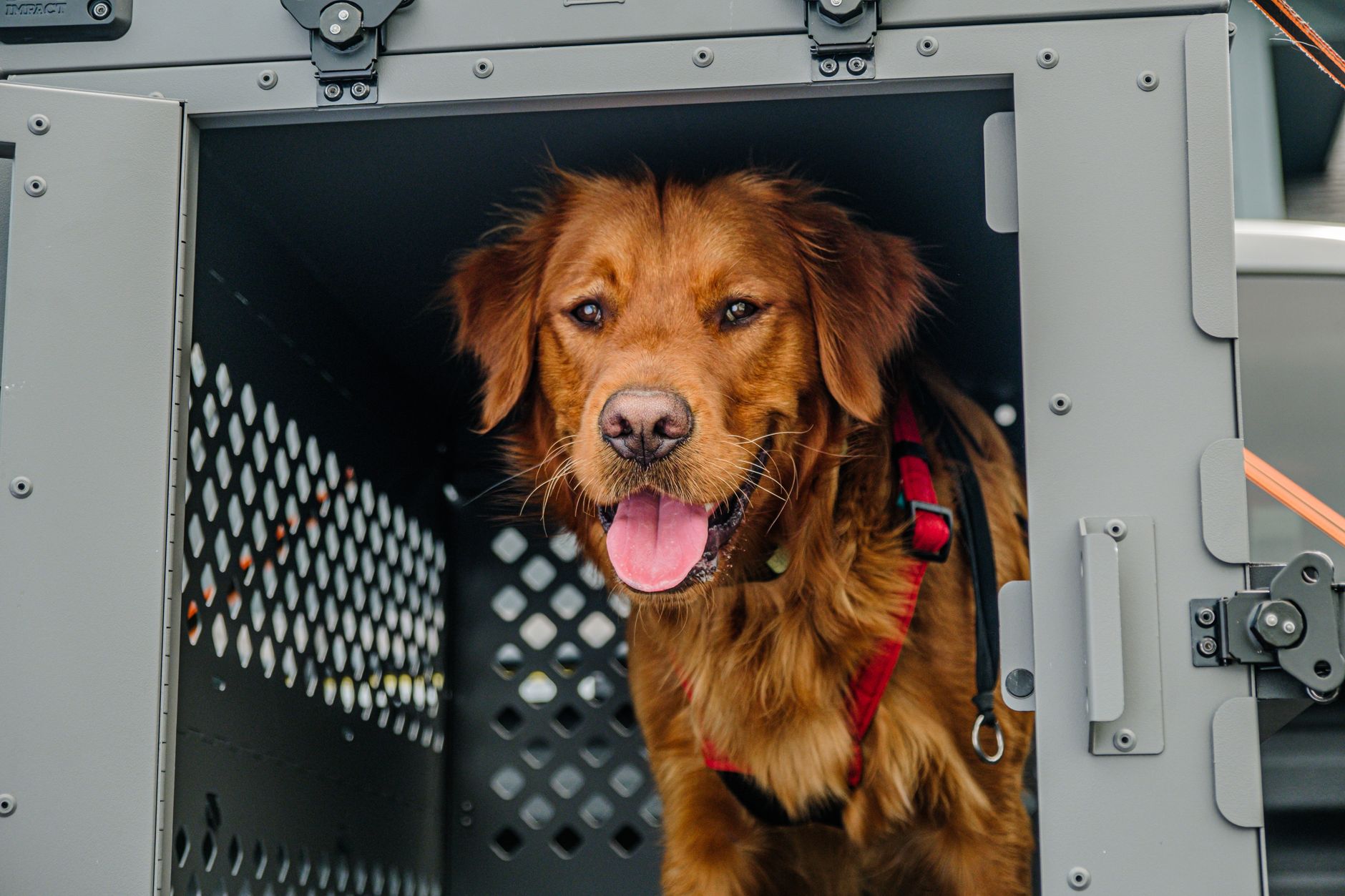 Best Dog Crate for Separation Anxiety 2026