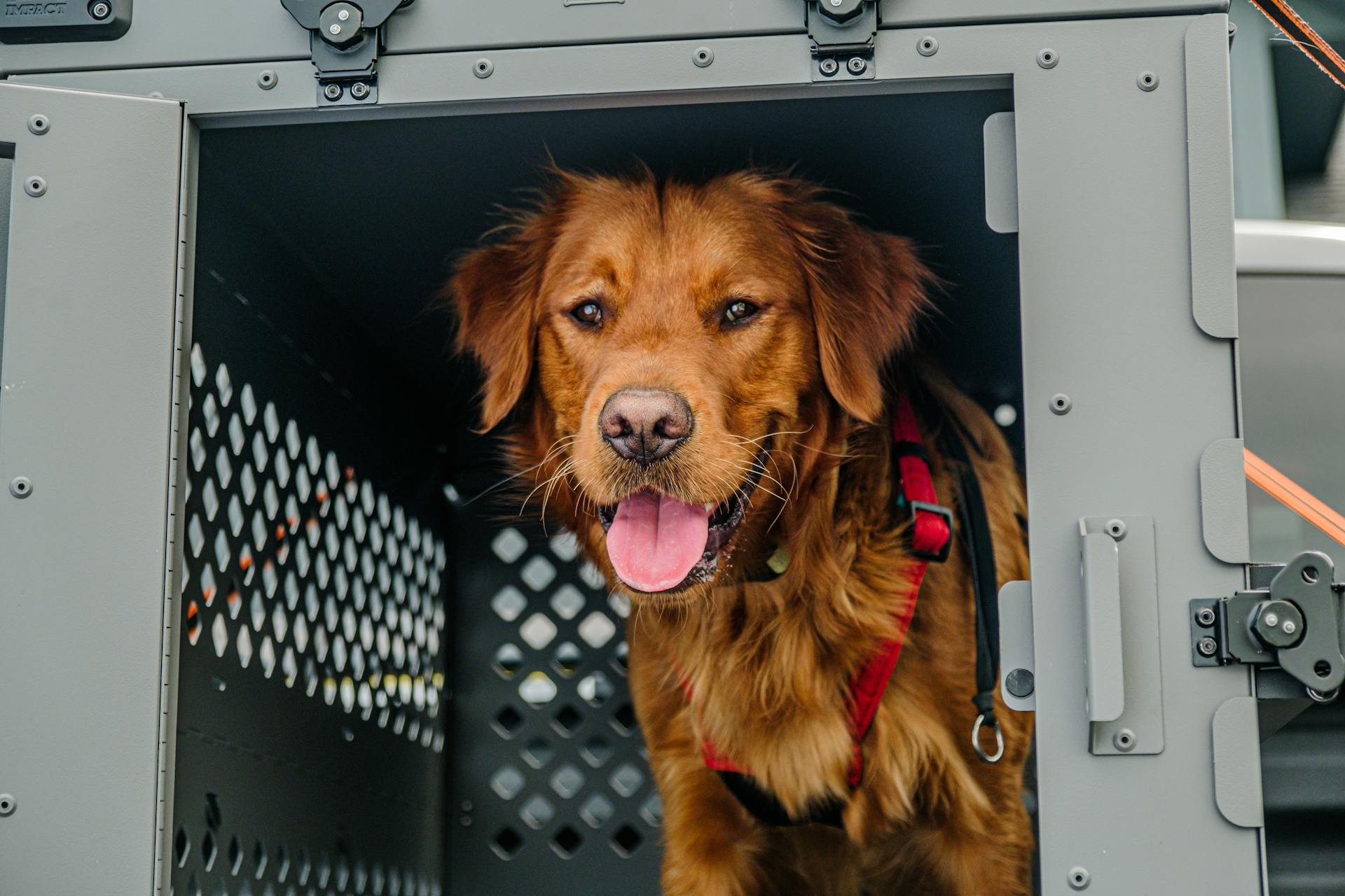 Hundskåp: En nedbrytbar låda för din golden retriever's lastbilstur och förortsliv