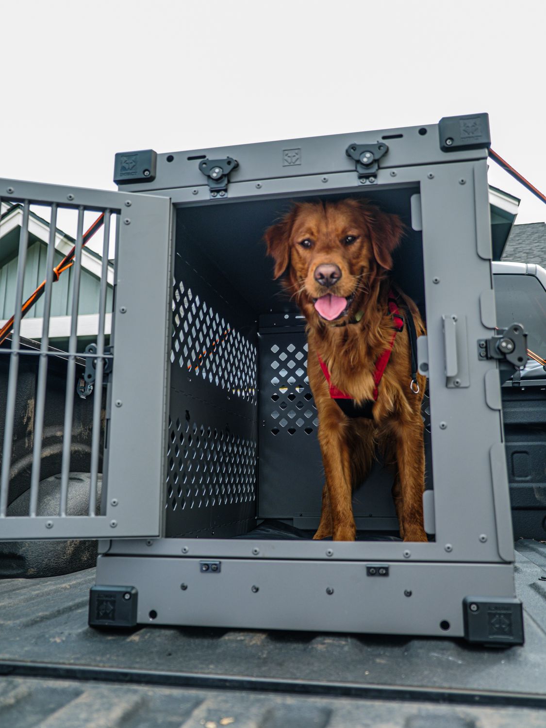 Golden Retriever in Durable Dog Crate for Safe Travel · Free Stock Photo