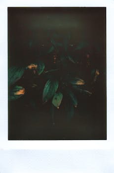 深色大气的宝丽来照片捕捉到绿叶的阴郁之美，营造出复古氛围