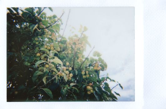 Selective Focus Photography of Yellow Plant Berries