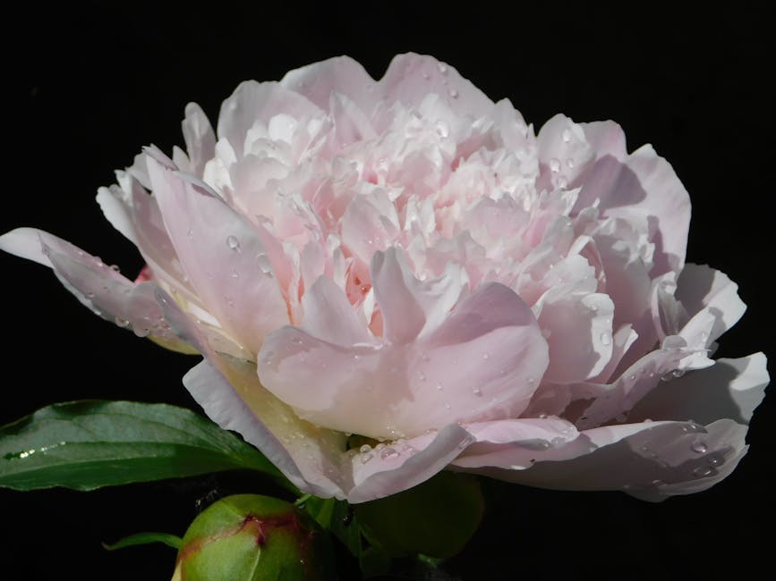 KINOKAMAU PLAINS AREA