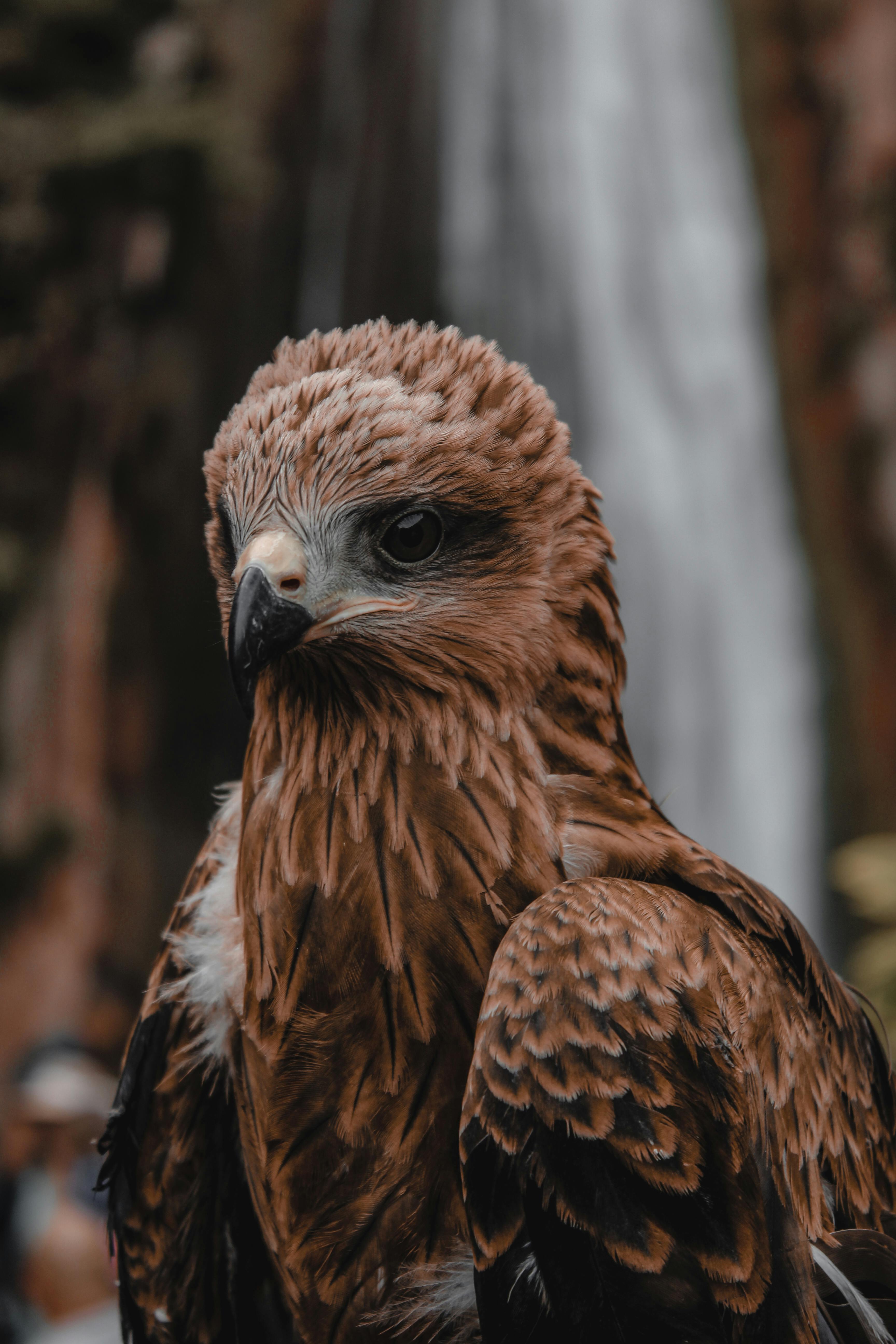 selective focus photography of brown and black bird