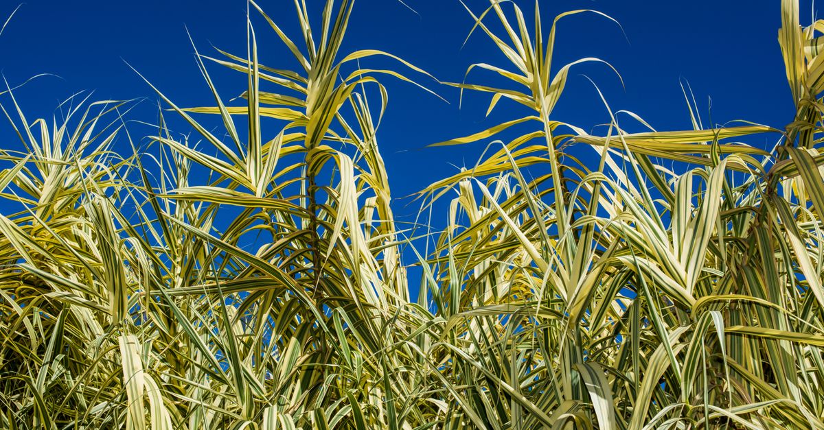 Blue Reed Tall Reeds Against Clear Blue Sky · Free Stock Photo