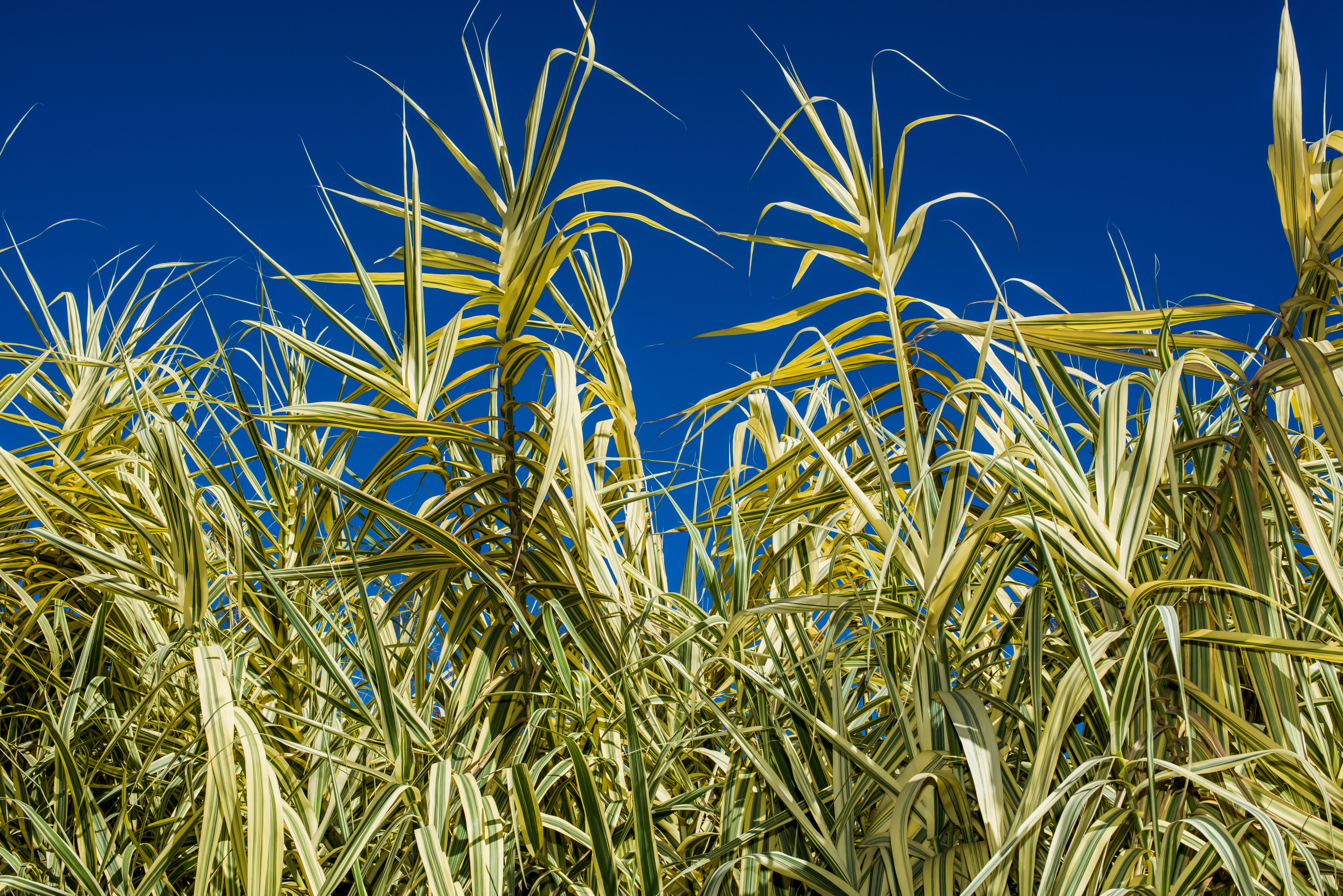 Tall Reeds Against Clear Blue Sky · Free Stock Photo