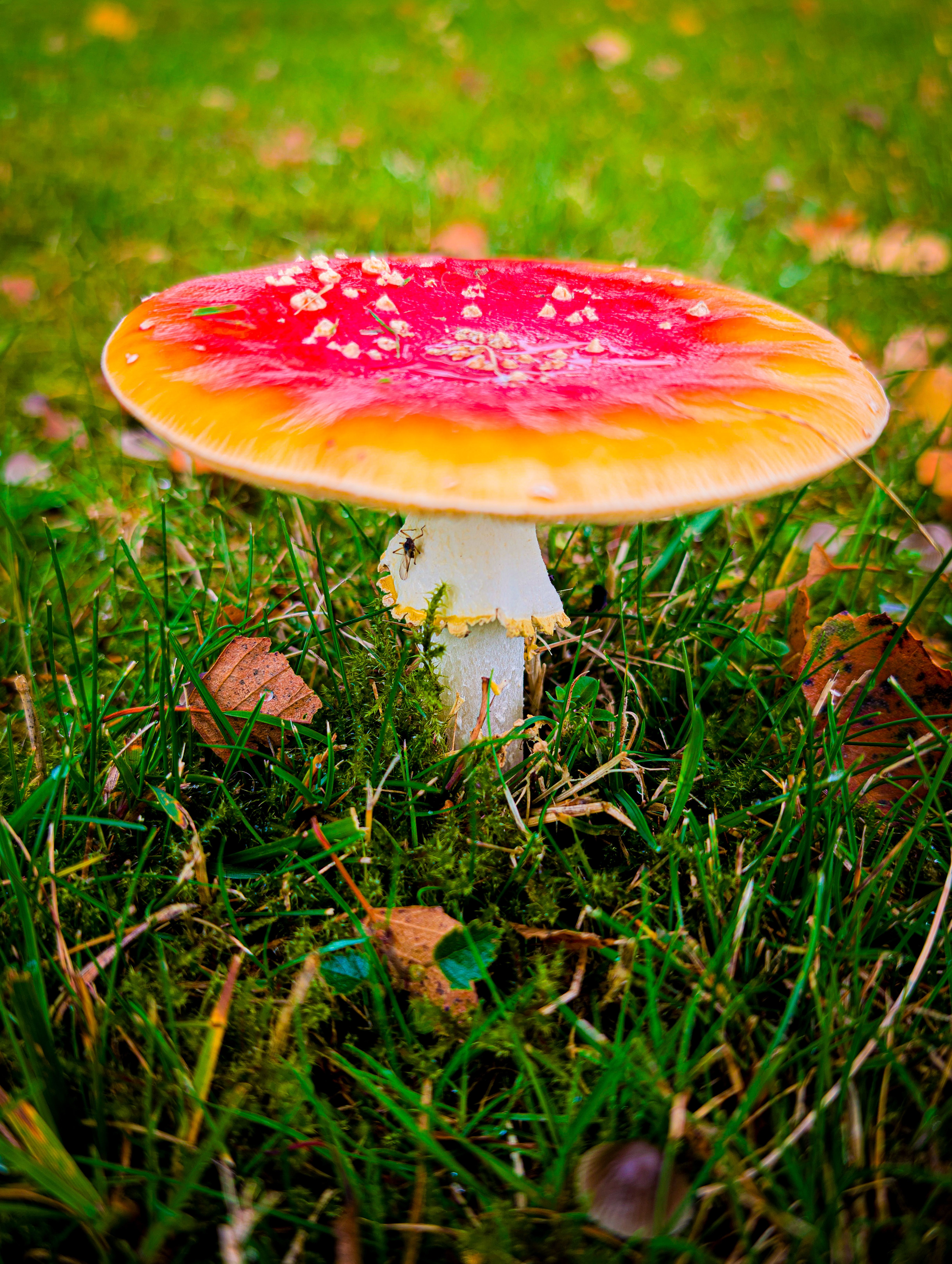 Hongo Amanita Muscaria Rojo Vibrante En La Hierba · Foto de stock gratuita