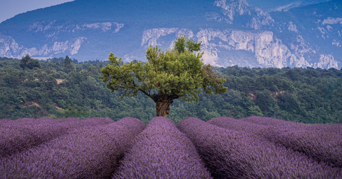 Couverture : Why live in Aix-en-Provence: seven timeless reasons