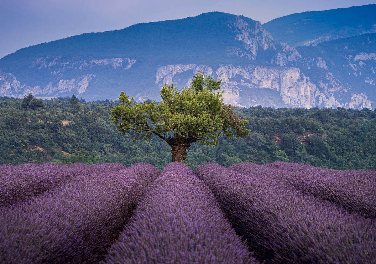 Purple Lavender Fields In Valensole France Free Stock Photo Purple Lavender Fields In Valensole France Free Stock Photo