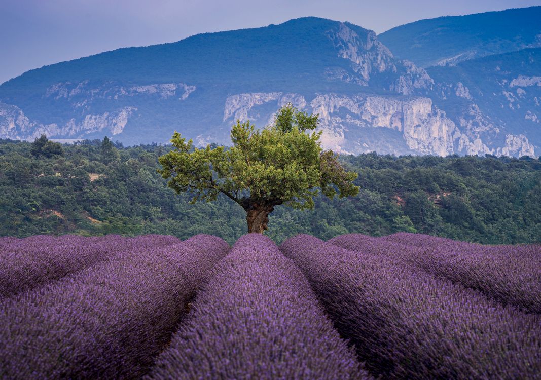 Serene Lavender Fields In Valensole France Free Stock Photo serene-lavender-fields-in-valensole-france-free-stock-photo