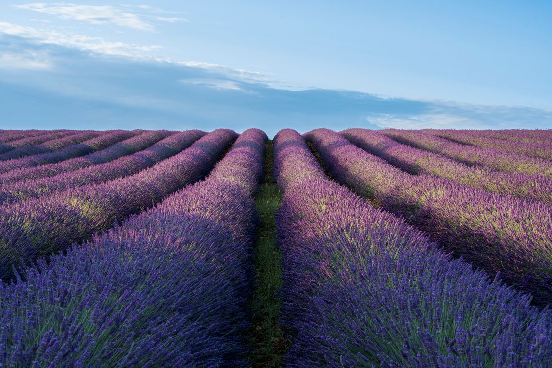 Lavandes &agrave; Valensole en Provence