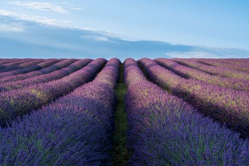 Free Lavender fields in Valensole, France at sunrise with vibrant purple hues. Stock Photo