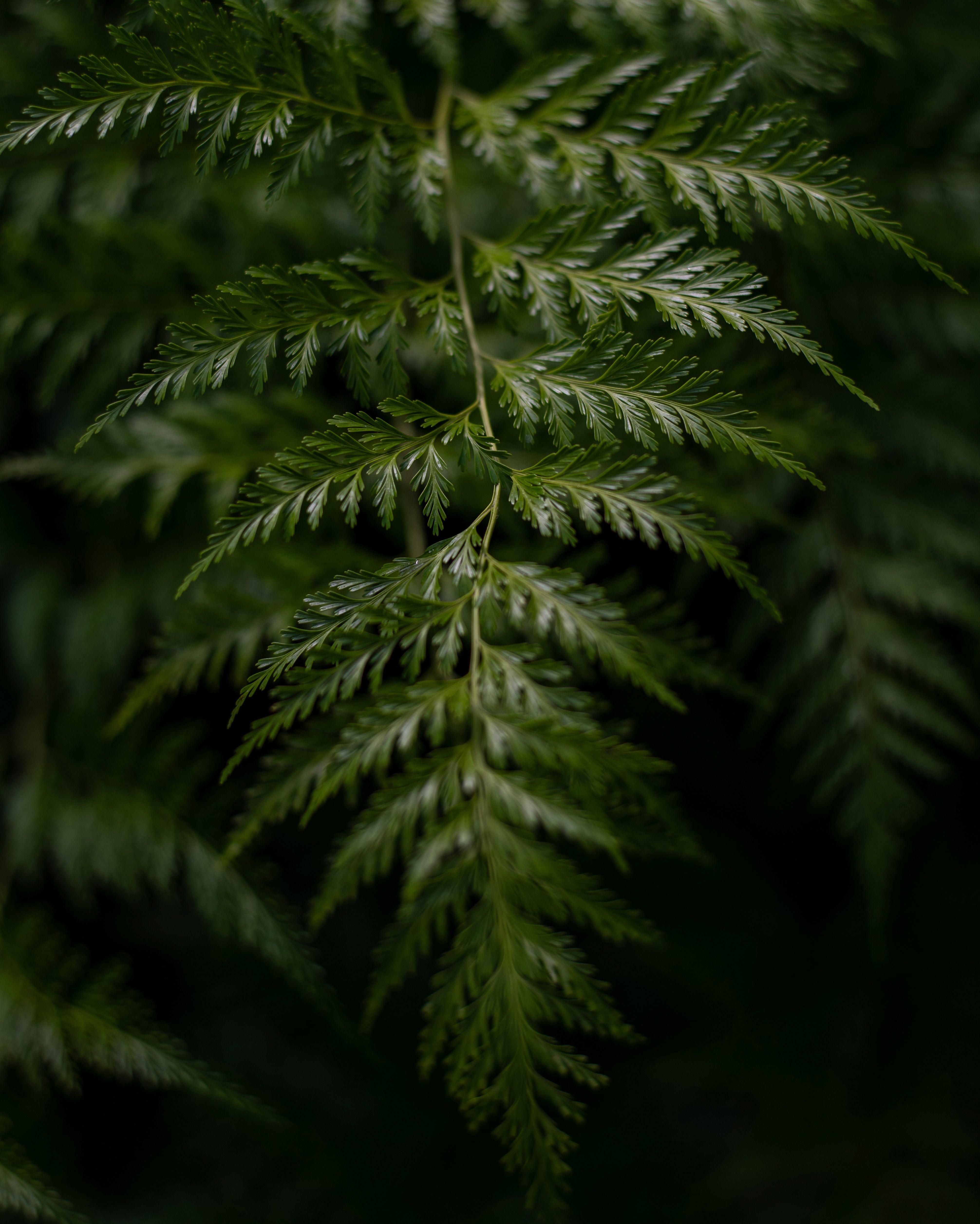 Detailed close-up of vibrant green fern leaves in a tropical setting, capturing the essence of nature.