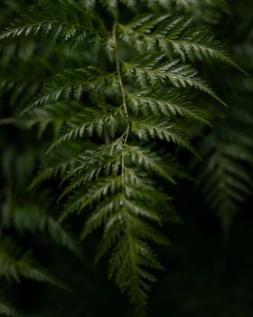 Detailed close-up of vibrant green fern leaves in a tropical setting, capturing the essence of nature.