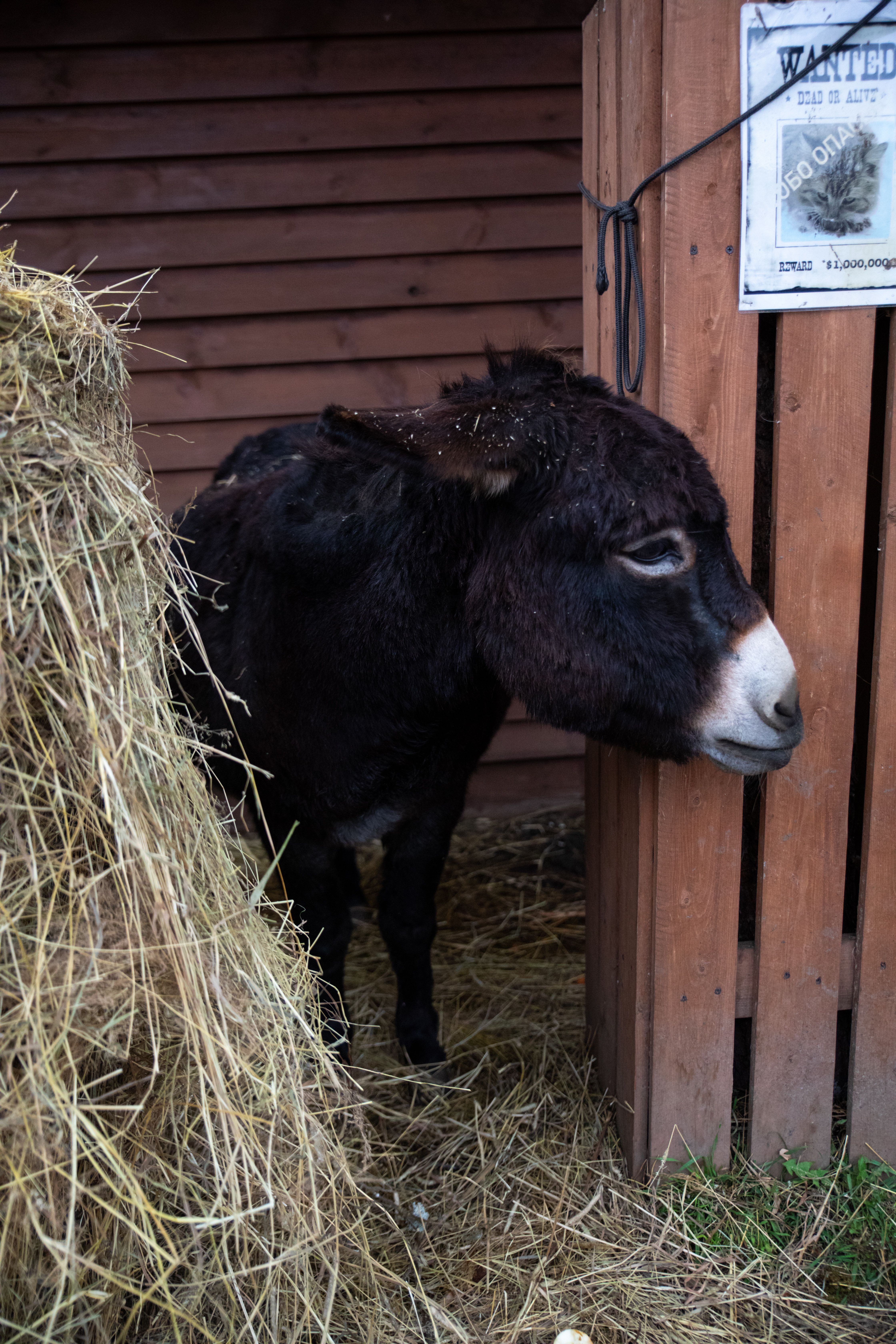 Donkey in Stable with Hay Bale · Free Stock Photo