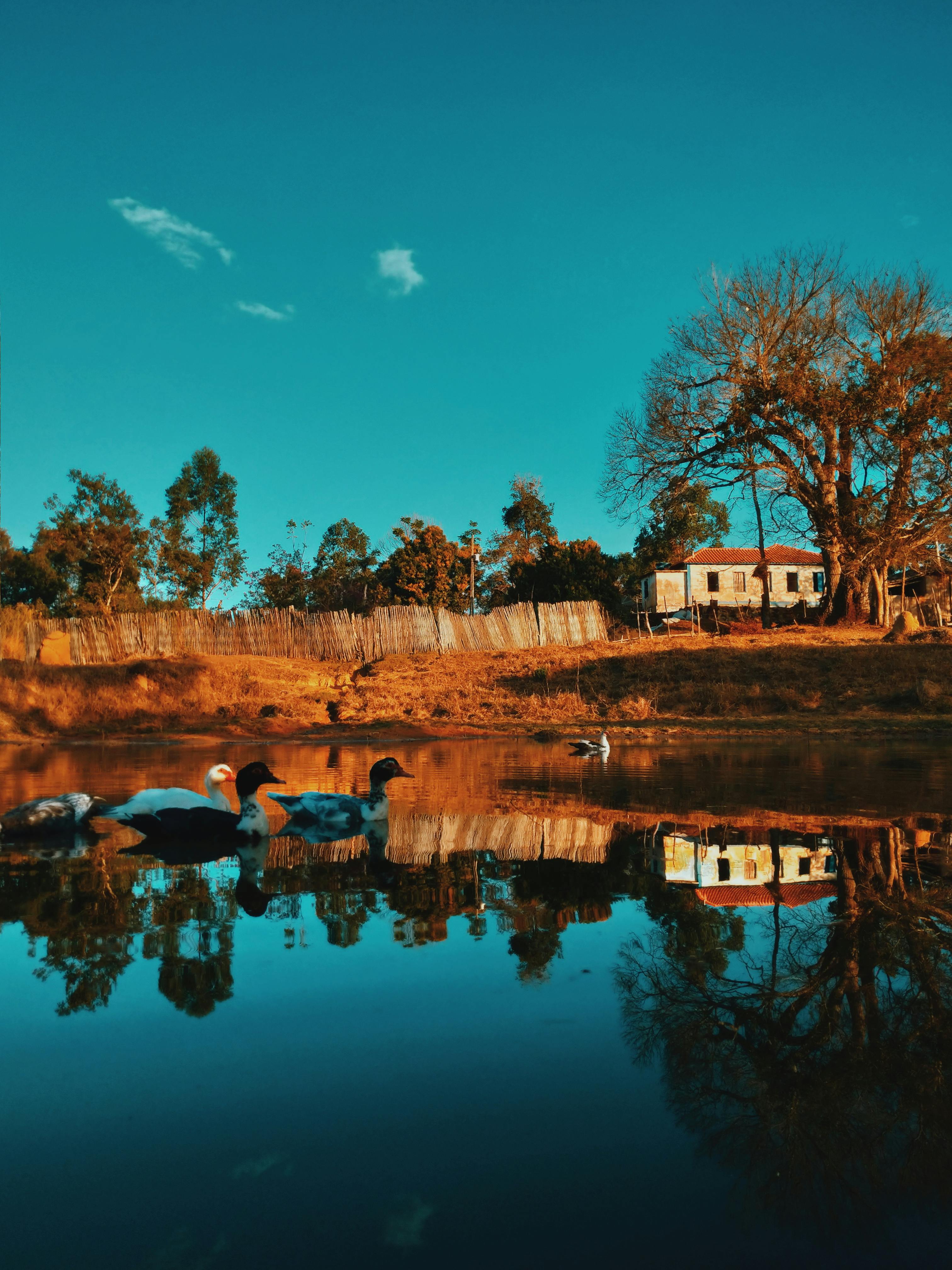 宁静的湖畔，鸭子在游泳，树木的倒影映在清澈蓝天下平静的水中