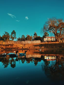 宁静的湖畔，鸭子在游泳，树木的倒影映在清澈蓝天下平静的水中