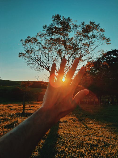 Foto d'estoc gratuïta de a l'aire lliure, alba, arbres