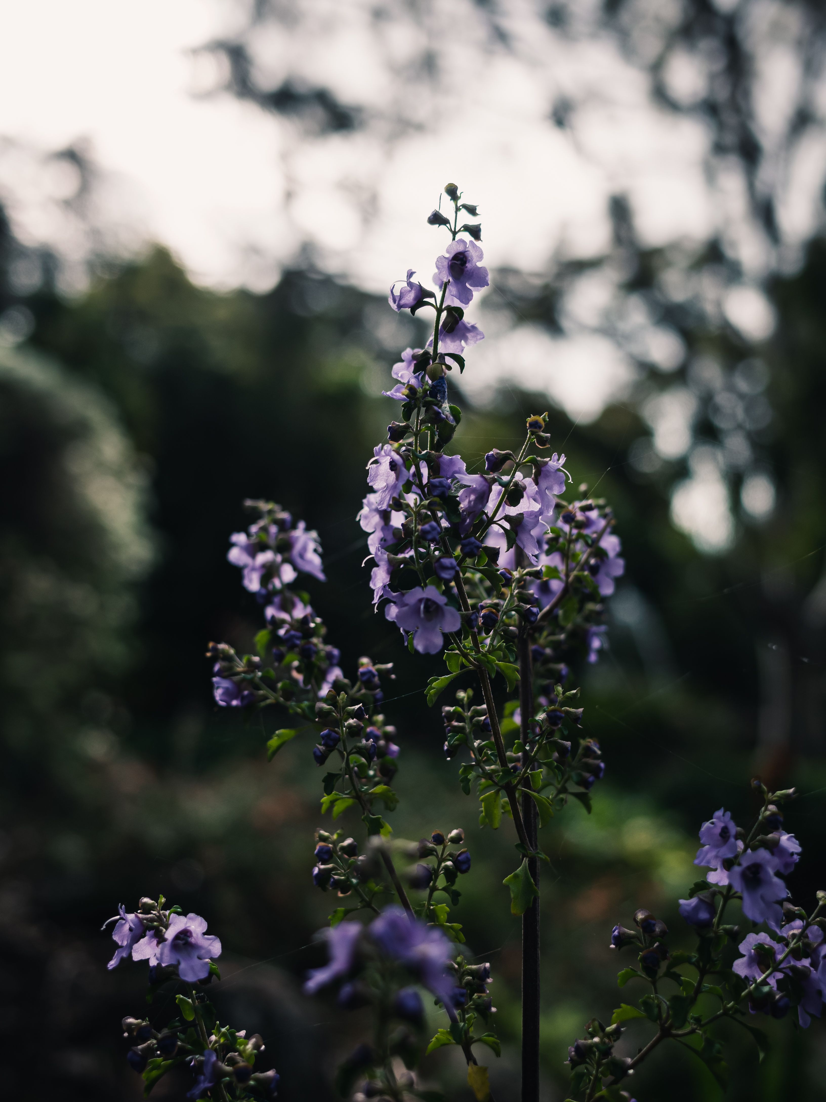 免费 春天花园里的薰衣草花的特写 素材图片