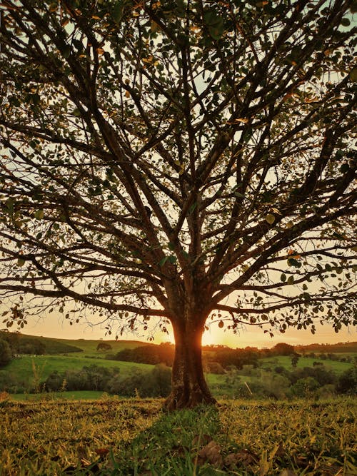 Green Trees