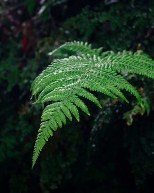 Free Vibrant green fern fronds captured in detail, portraying natural beauty and serenity. Stock Photo