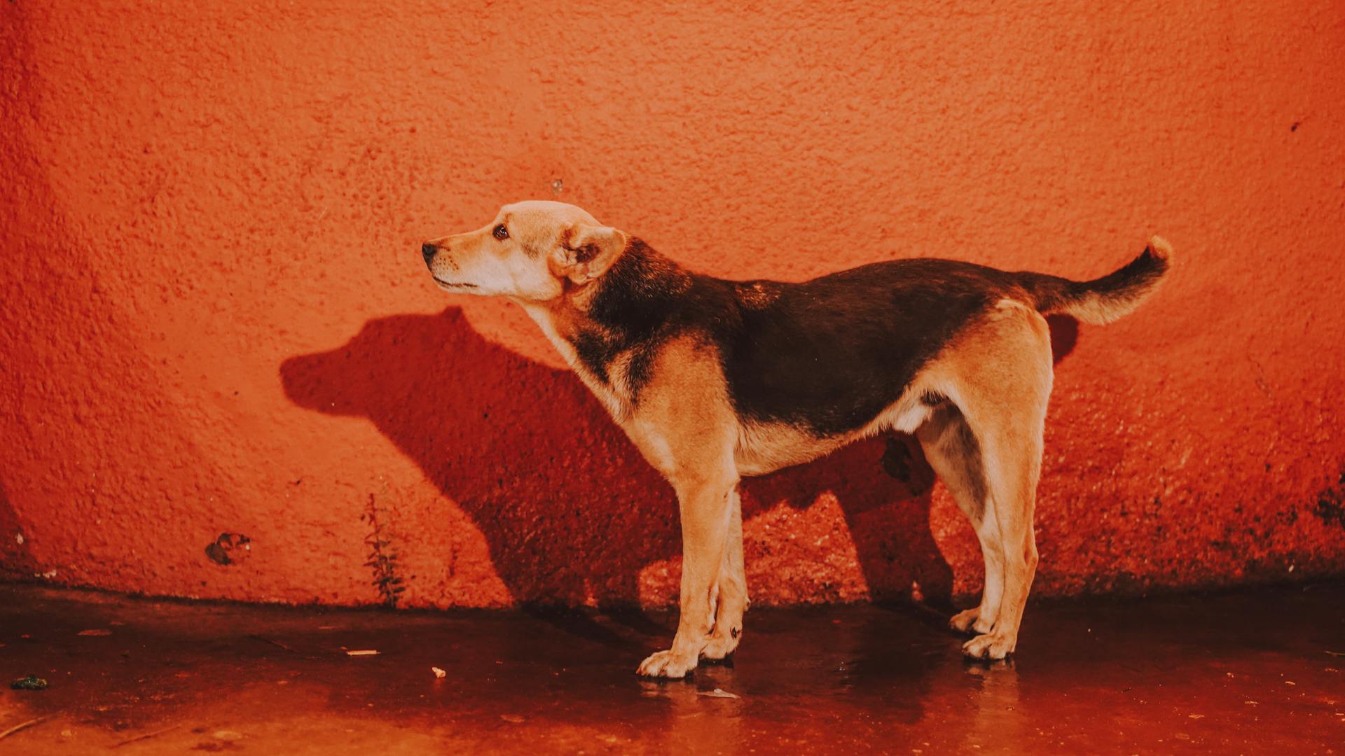 Stray Dog Standing Against Vibrant Red Wall