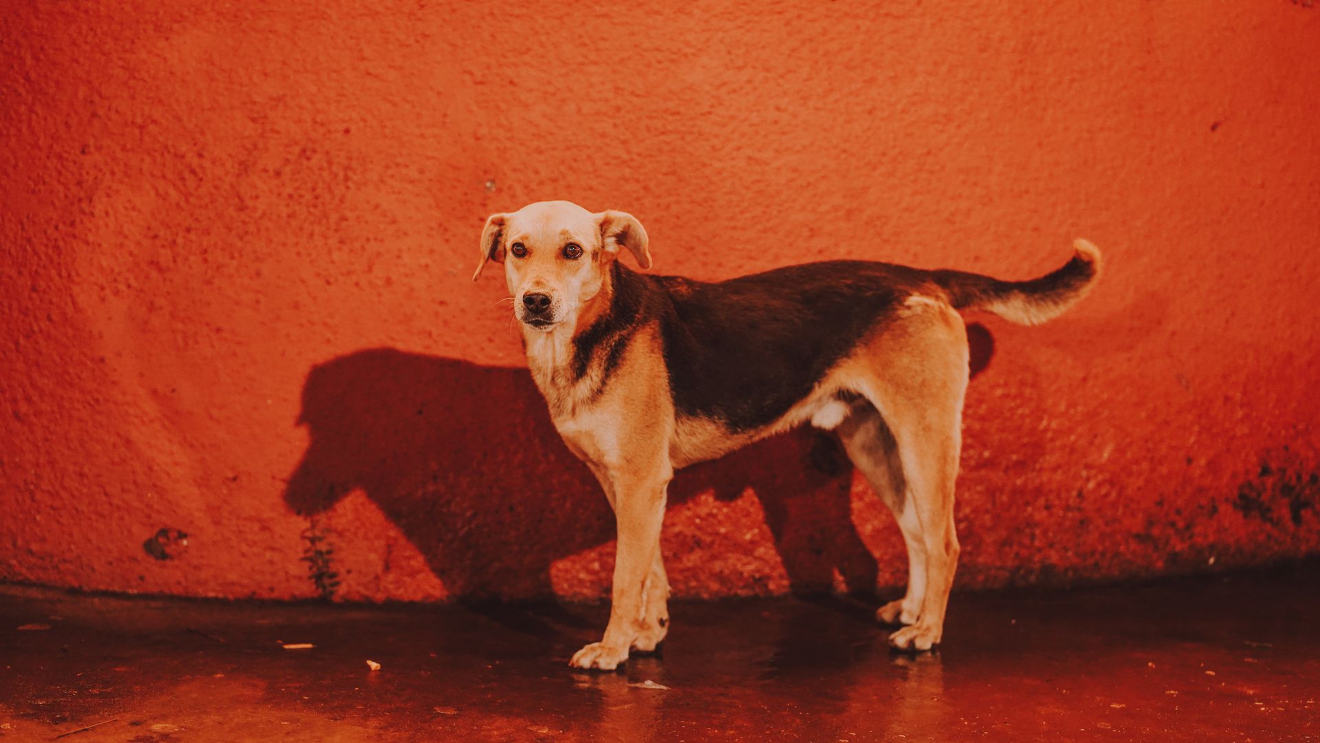 Stray Dog Against Vibrant Red Wall