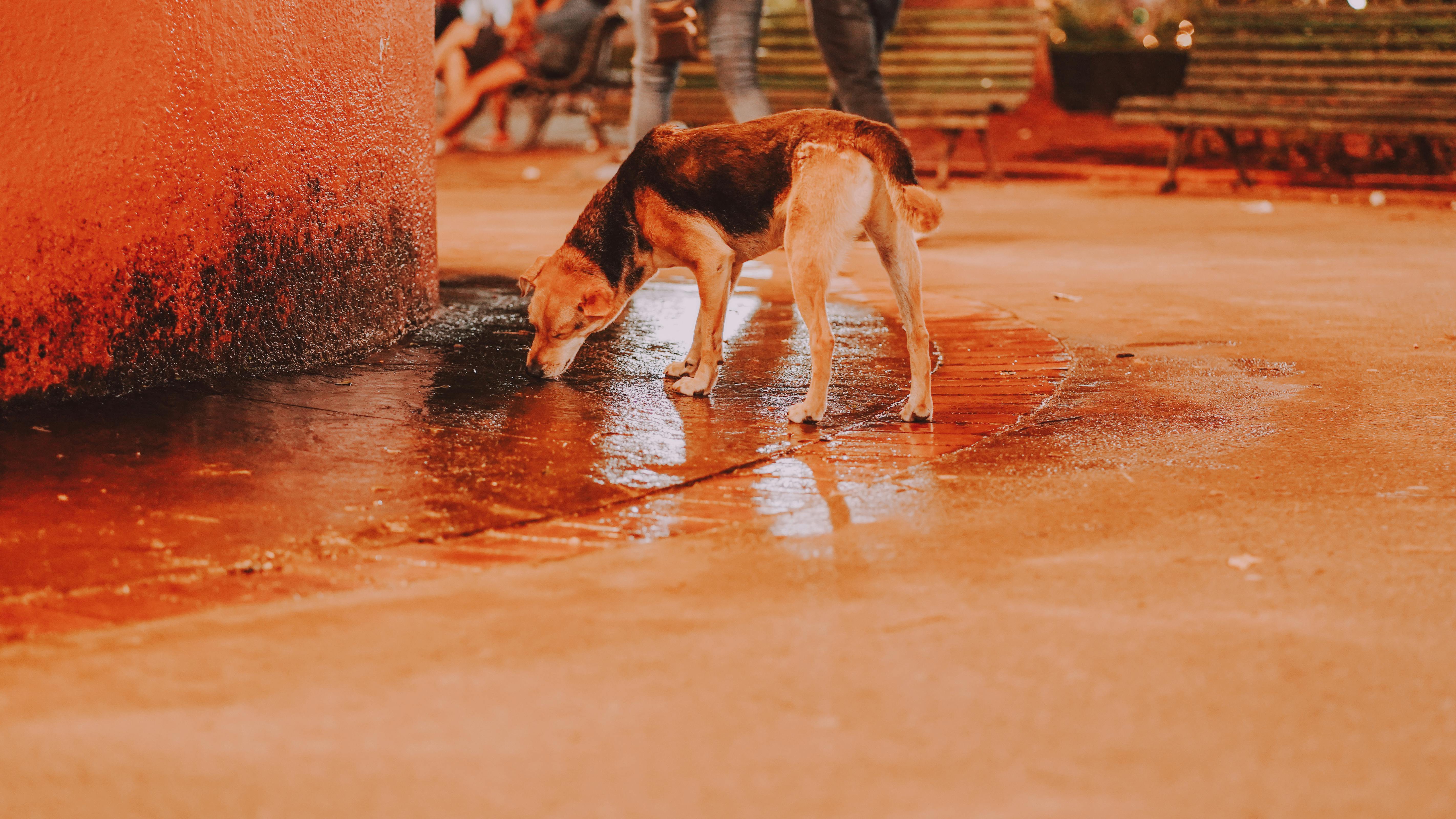 Street Dog Drinking Water Near Orange Wall