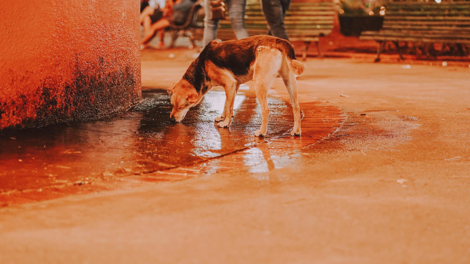 Street Dog Drinking Water Near Orange Wall