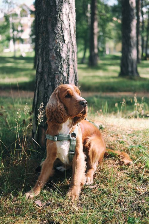 Free A golden Cocker Spaniel sitting peacefully by a tree in a sunny Swedish park. Stock Photo