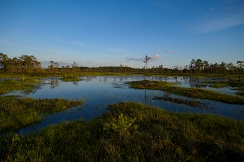 Free A serene view of a wetland with clear blue sky, lush green vegetation, and calm water reflecting the sky in summer. Stock Photo