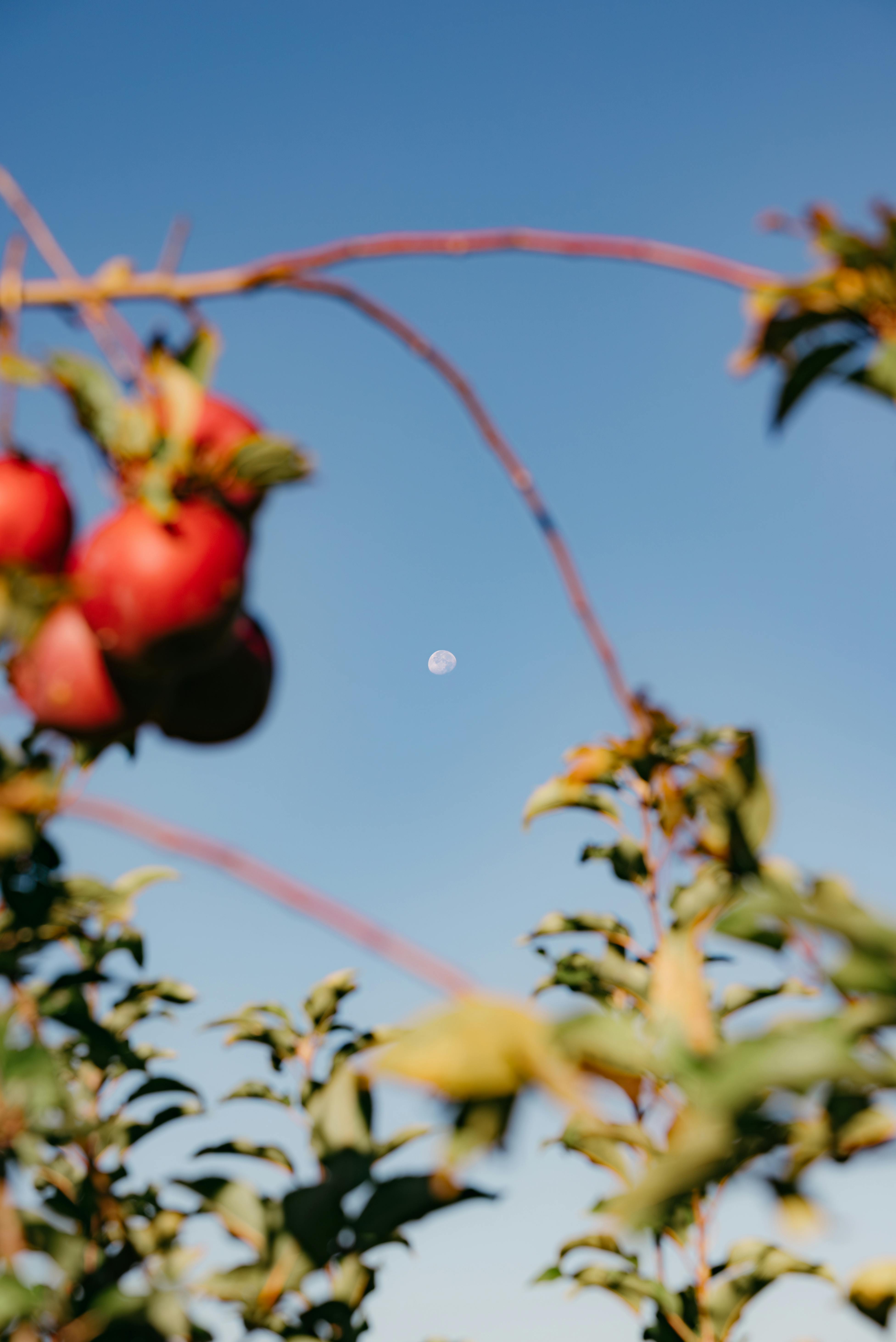 Ripe apples hanging in an orchard with the moon visible against a clear autumn sky.