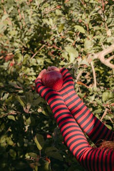 A vibrant scene of apple picking in an orchard with striped sleeves holding a ripe apple.