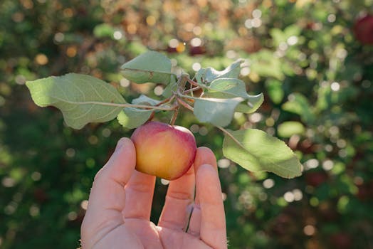 Hand holding a small apple branch with fruit in a sunny orchard setting.