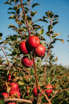 Close-up of red apples on a tree branch in an orchard during fall, showcasing nature's bounty.