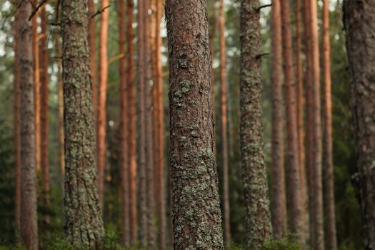 A tranquil view of tall pine trees in a lush forest, showcasing textured bark and natural beauty.