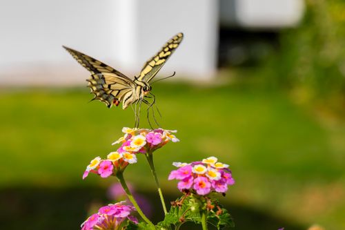 Free A beautiful swallowtail butterfly resting on colorful flowers in a sunny garden. Stock Photo