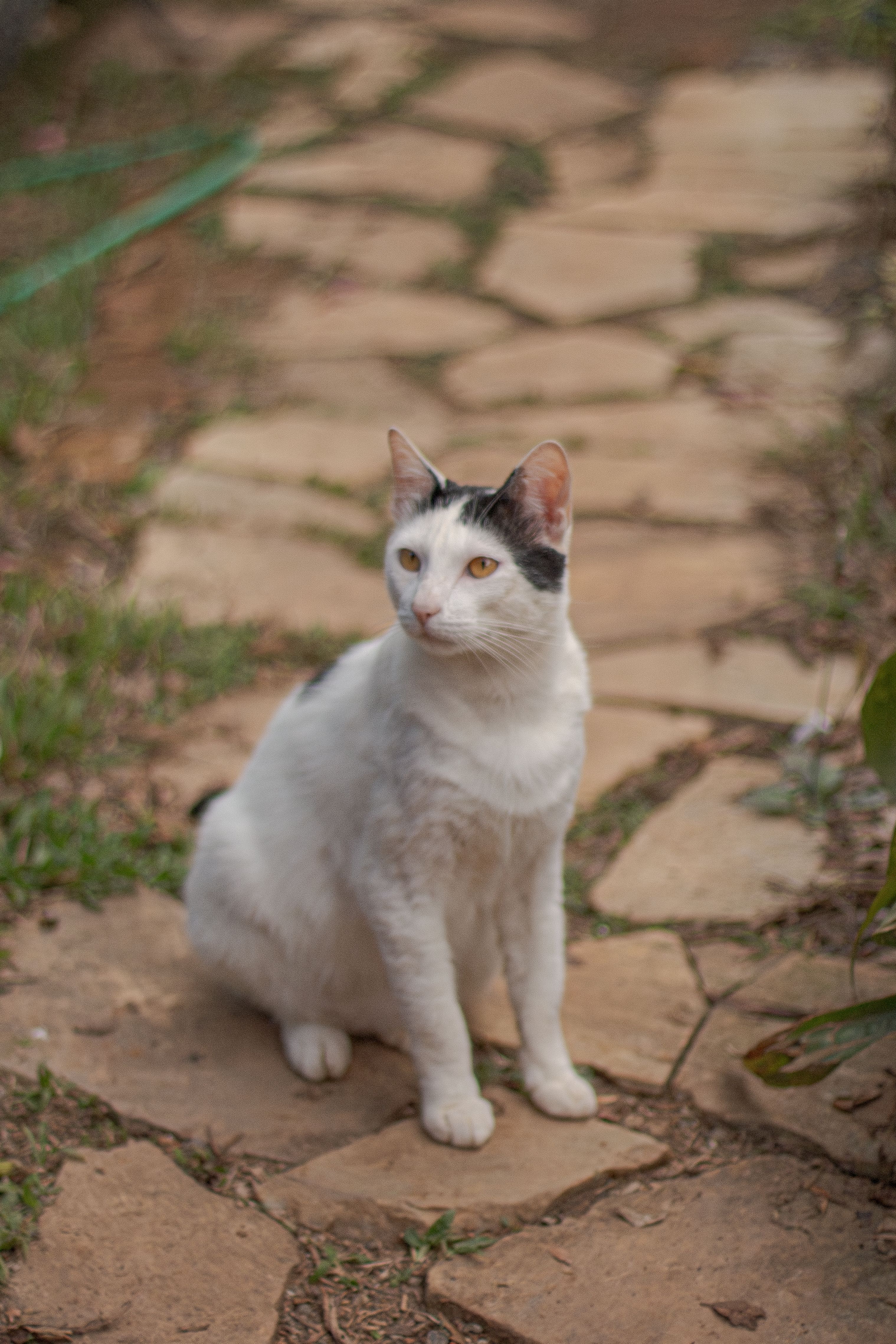 White and Black Cat Sitting on Stone Pathway · Free Stock Photo